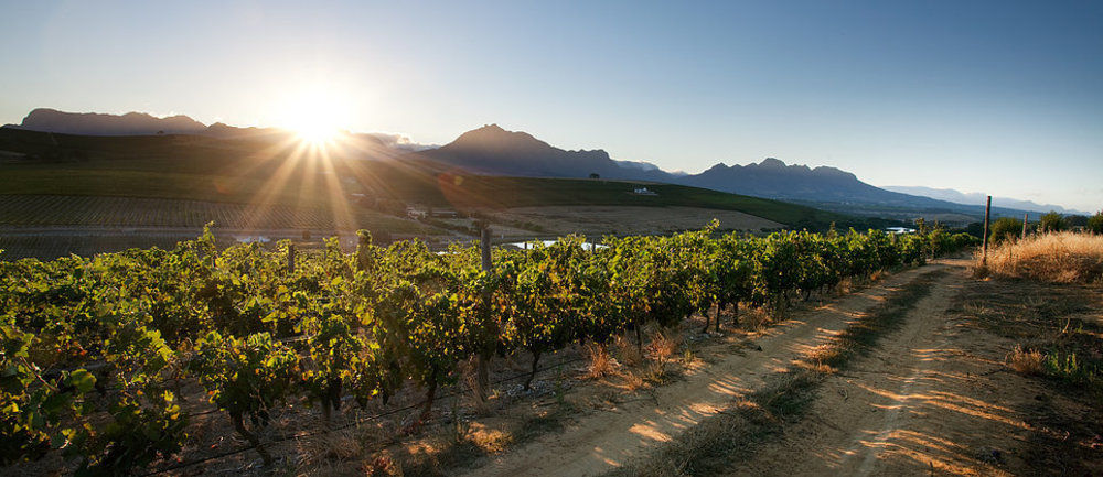 Brenaissance Wine & Stud Estate Hotel Stellenbosch Ngoại thất bức ảnh
